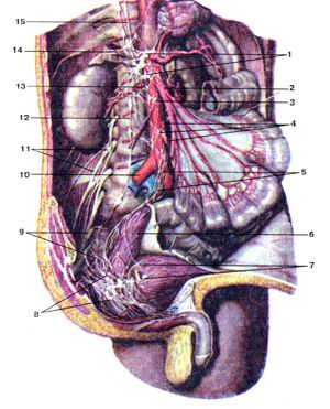 
  Рис. 384. Брюшное аортальное сплетение (plexus aorticus abdomi-
  nalis) и другие вегетативные сплетения брюшной полости и
  таза. Вид спереди и немного справа. Печень; желудок; а также
  брюшина и правый мочеточник удалены.
  1-чревное сплетение; 2-верхнее брыжеечное сплетение; 3-брюшное аортальное сплетение; 
  4-пижнее брыжеечное сплетение; 5-верхнее подчревное сплетение; 6-прямая кишка; 
  7-мочепузырное сплетение; 8-правое нижнее подчревное сплетение; 9-крестцовое 
  сплетение; 10-правая обшая подвздошная артерия; 11-поясничное сплетение; 12-симматический 
  ствол; 13-аорто-почечный узел; 14-надпочечниковое сплетение; 15-большой внутренностный 
  нерв.
  Fig. 384. Брюшное аортальное сплетение и другие вегетативные
  сплетения брюшной полости и таза. Вид спереди и немного
  справа. Печень; желудок; а также брюшина и правый
  мочеточник удалены.
  1 -plexus coeliacus; 2-plexus mesentericus superior; 3-plexus aorticus abdominalis; 
  4-plexus mesentericus inferior; 5-plexus hypogastricus superior; 6-rectum;7-plexus 
  vesicalis; 8-plexus hypogastricus inferior dexter; 9-plexussacralis; 10-a. iliaca 
  communis dextra; I l-plexuslum-balis;12-truncus sympathicus; 13-gangloin aorticorenale; 
  14-plexus suprarenalis;15-n. splanchnicus major.
  Fig. 384. Abdominal aortic plexus and other vegetative plexi of abdominal cavity 
  and pelvis. Anterior and partly right aspect. Liver,
  stomach, peritoneum and right ureter were removed. 1-coeliac plexus; 2-superior 
  mesenteric plexus; 3-abdominal aortic plexus; 4-inferior mesenteric plexus; 
  5-superior hypogastric plexus: 6-rectum; 7-vesical plexus; 8-right inferior 
  hypogastric plexus; 9-sacral plexus; 10-right common iliac artery; 11-lumbar 
  plexus; 12-sympathet-ic trunk; 13-interior aortorenal ganglion; 14-suprarenal 
  plexus; 15-greater splanchnic nerve.